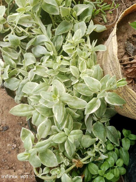 plantes vertes d'intérieur