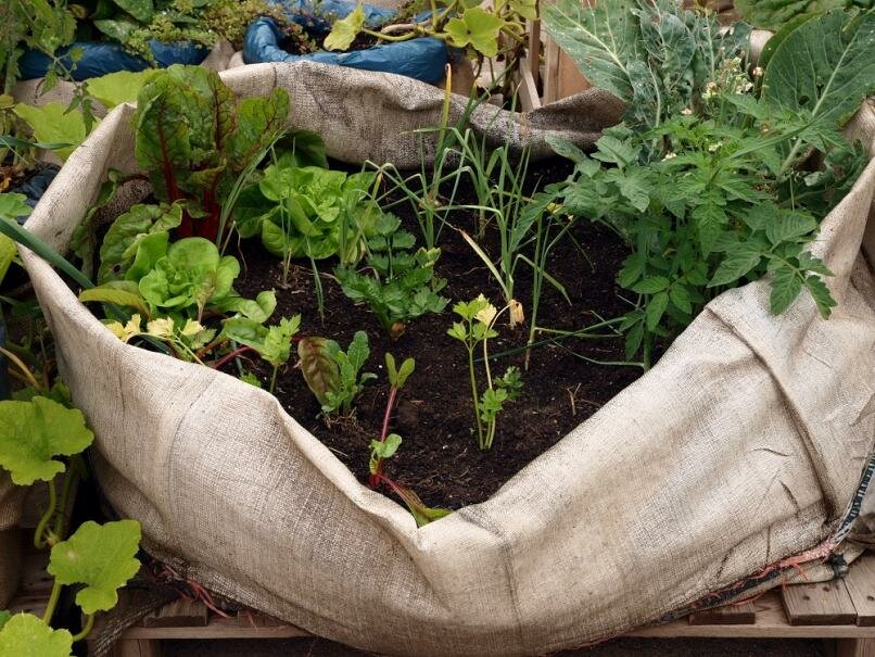 Plant Bag(Mini potager en sac)