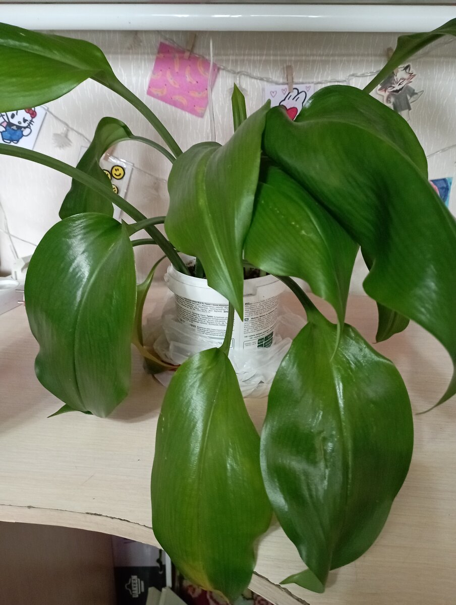 Амазонская лилия