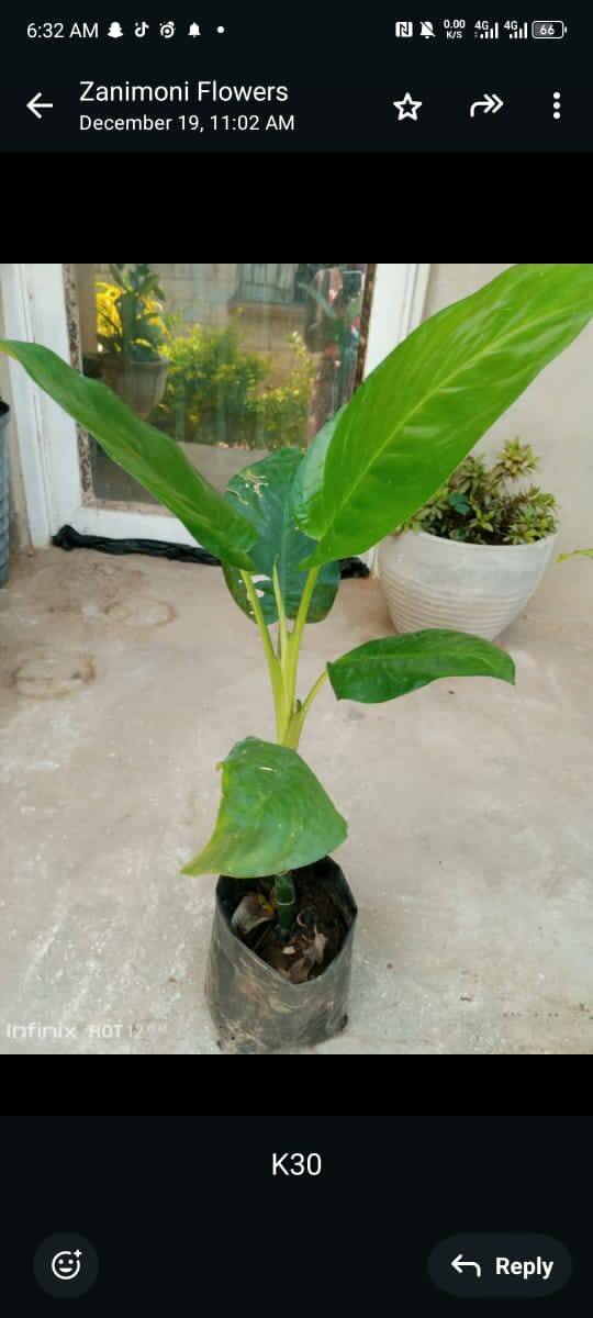 plantes vertes d'intérieur