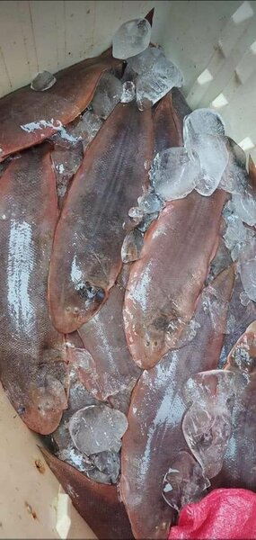 Poissons frais - Choix parfait