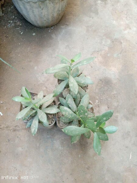 plantes vertes d'intérieur