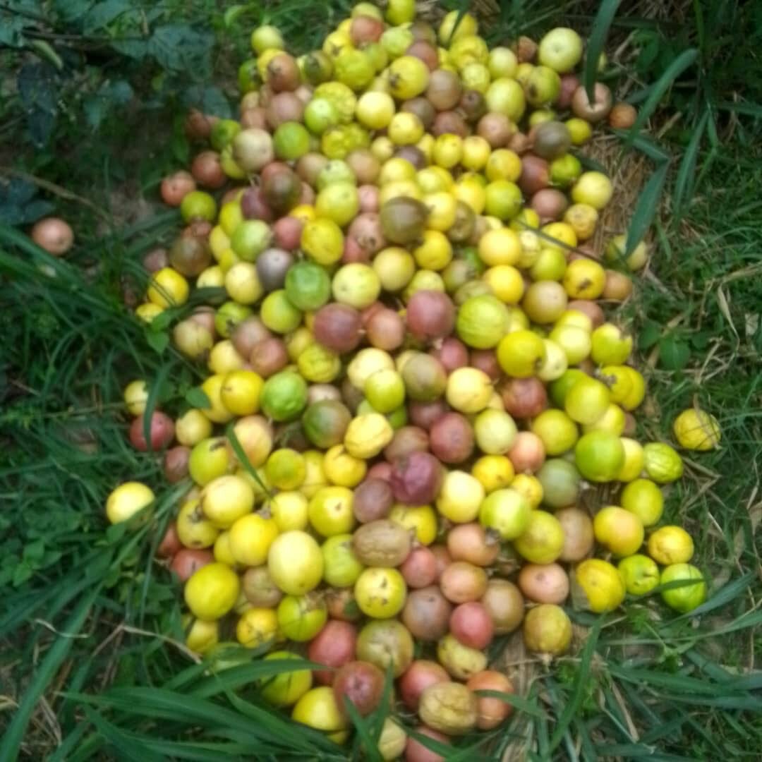 Fruits de la passion frais