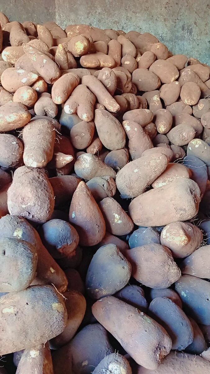 Igname fraîche de qualité