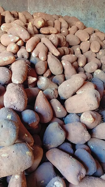 Igname fraîche de qualité