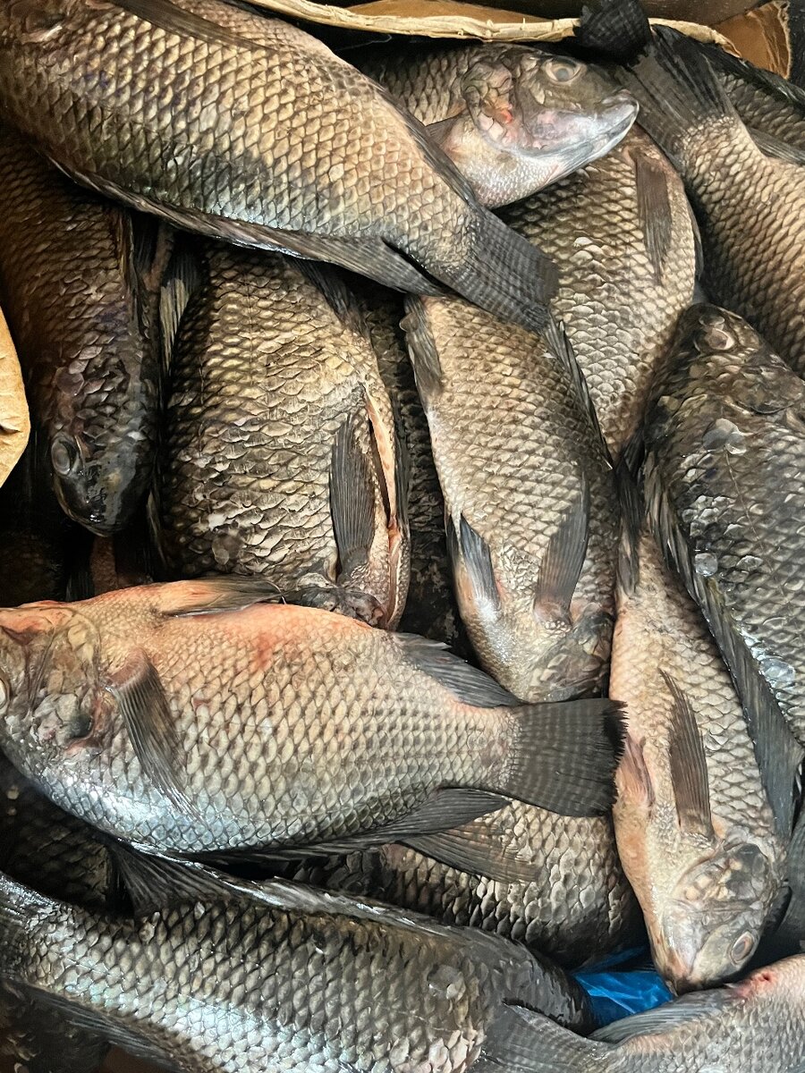 Philadelphia coldstore