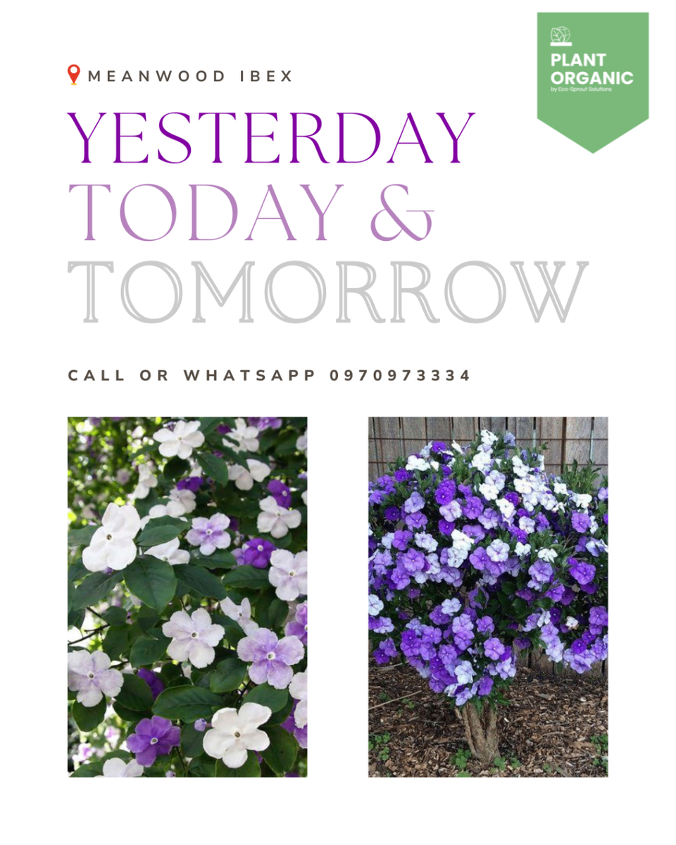 Yesterday, Today and  Tomorrow Plant