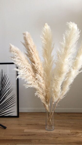 Herbe de la pampa décorative