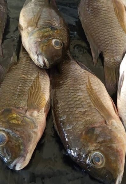 Tilapia fraîche eau douce
