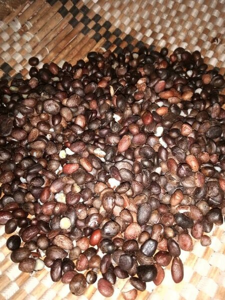 HUILE DE PALMISTE, HUILE DE GRAINE