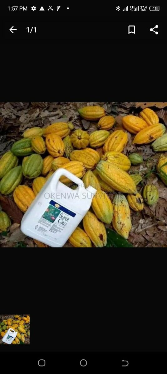 Cocoa organic Liquid Fertilizer