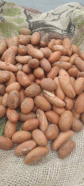 Noix de Kola Naturelles