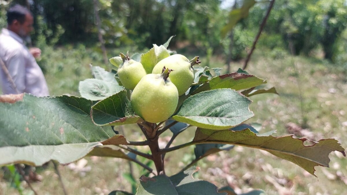 Exotic Apple Seedlings