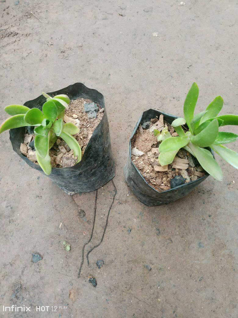 plantes vertes d'intérieur