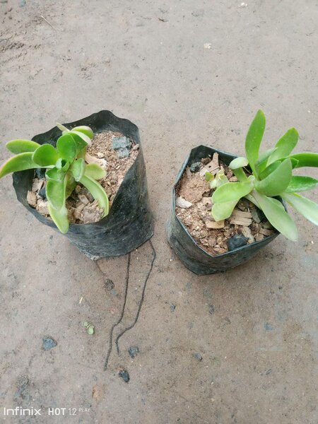 plantes vertes d'intérieur