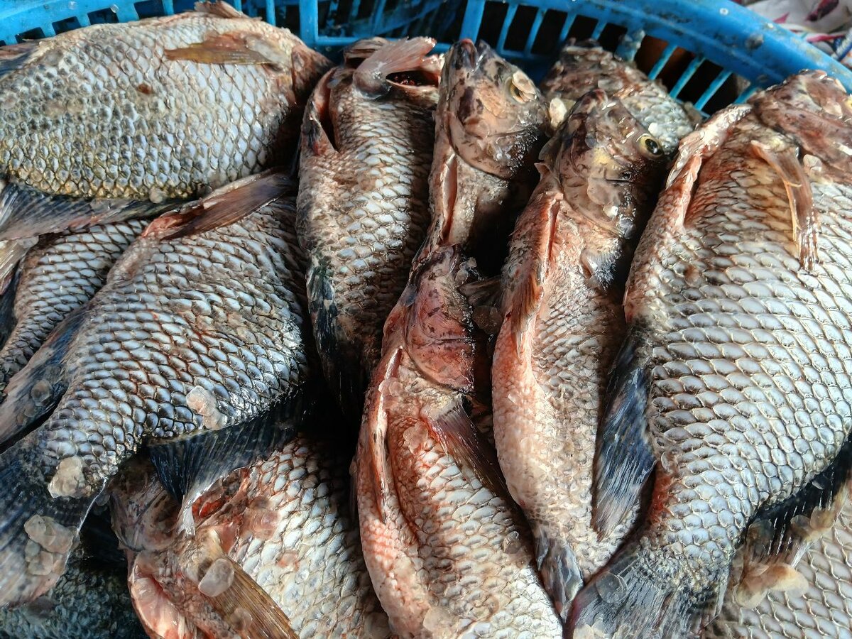 Fresh Tilapia