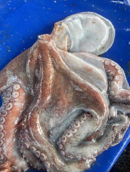 Panier de fruits de mer frais