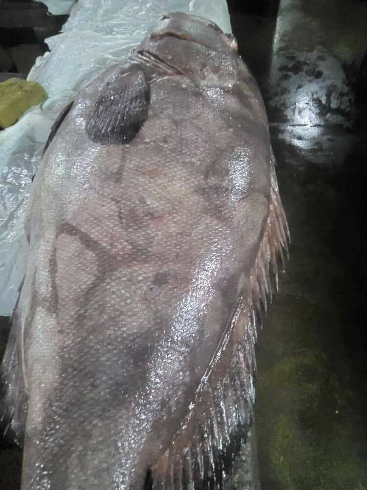 Poisson d'eaux douce