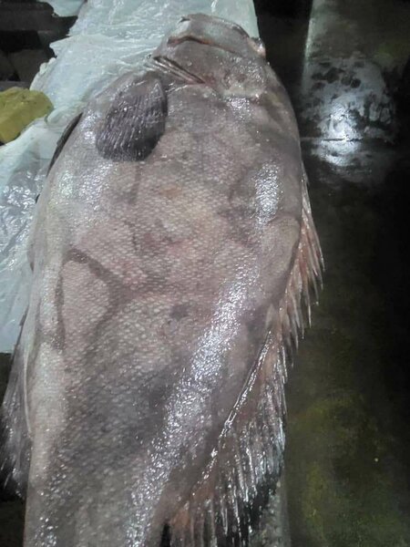 Poisson d'eaux douce