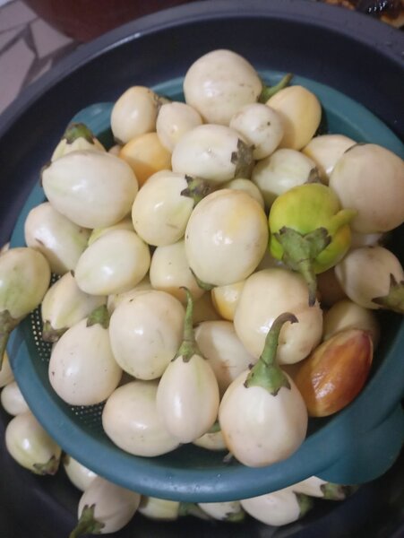 Aubergines blanches fraîches