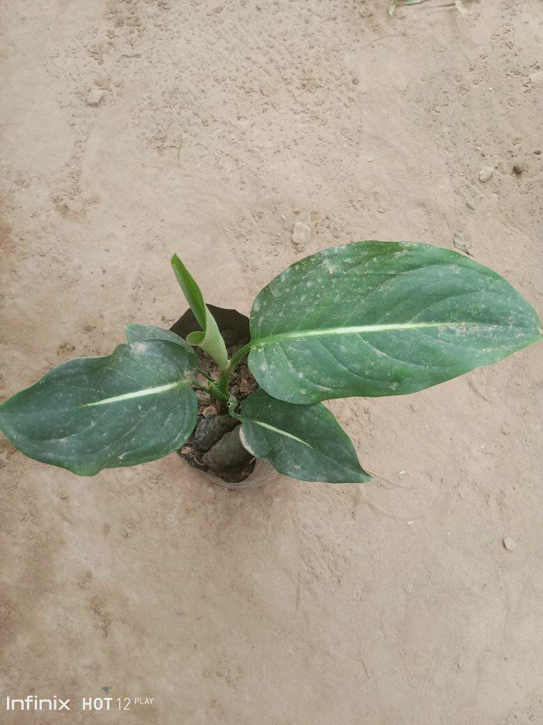 plantes vertes d'intérieur