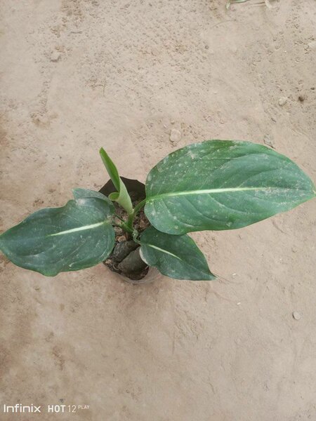 plantes vertes d'intérieur