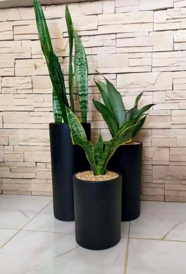 Plantes d'intérieur élégantes