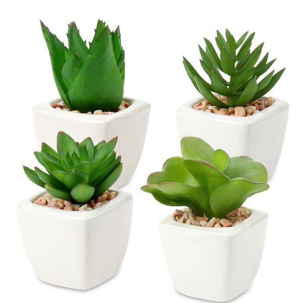 Mini plantes grasses décoratives