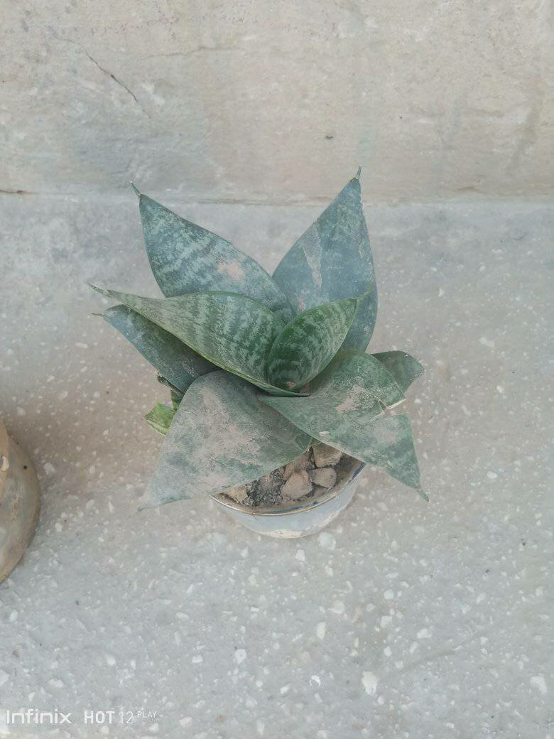 plantes vertes d'intérieur