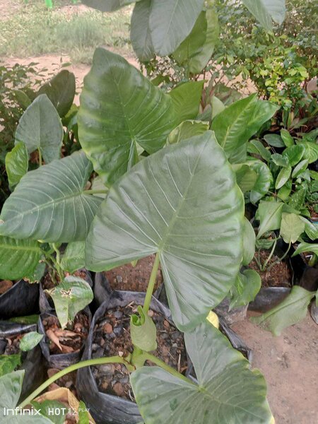 plantes vertes d'intérieur