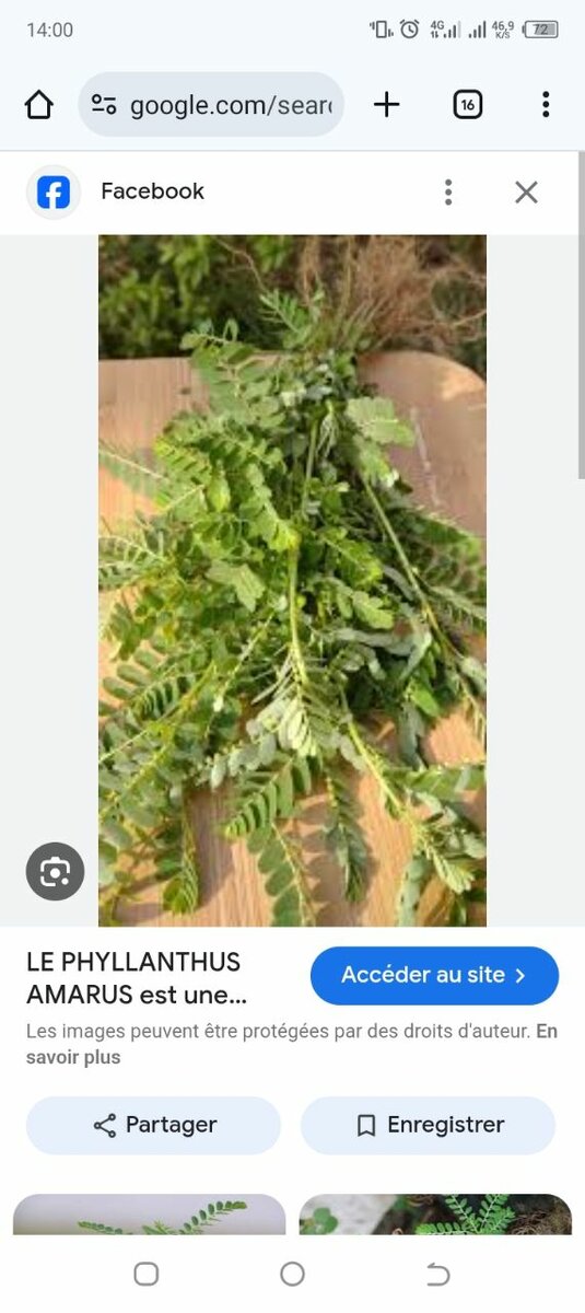 Phyllanthus Amarus et Épices