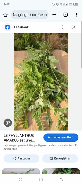 Phyllanthus Amarus et Épices