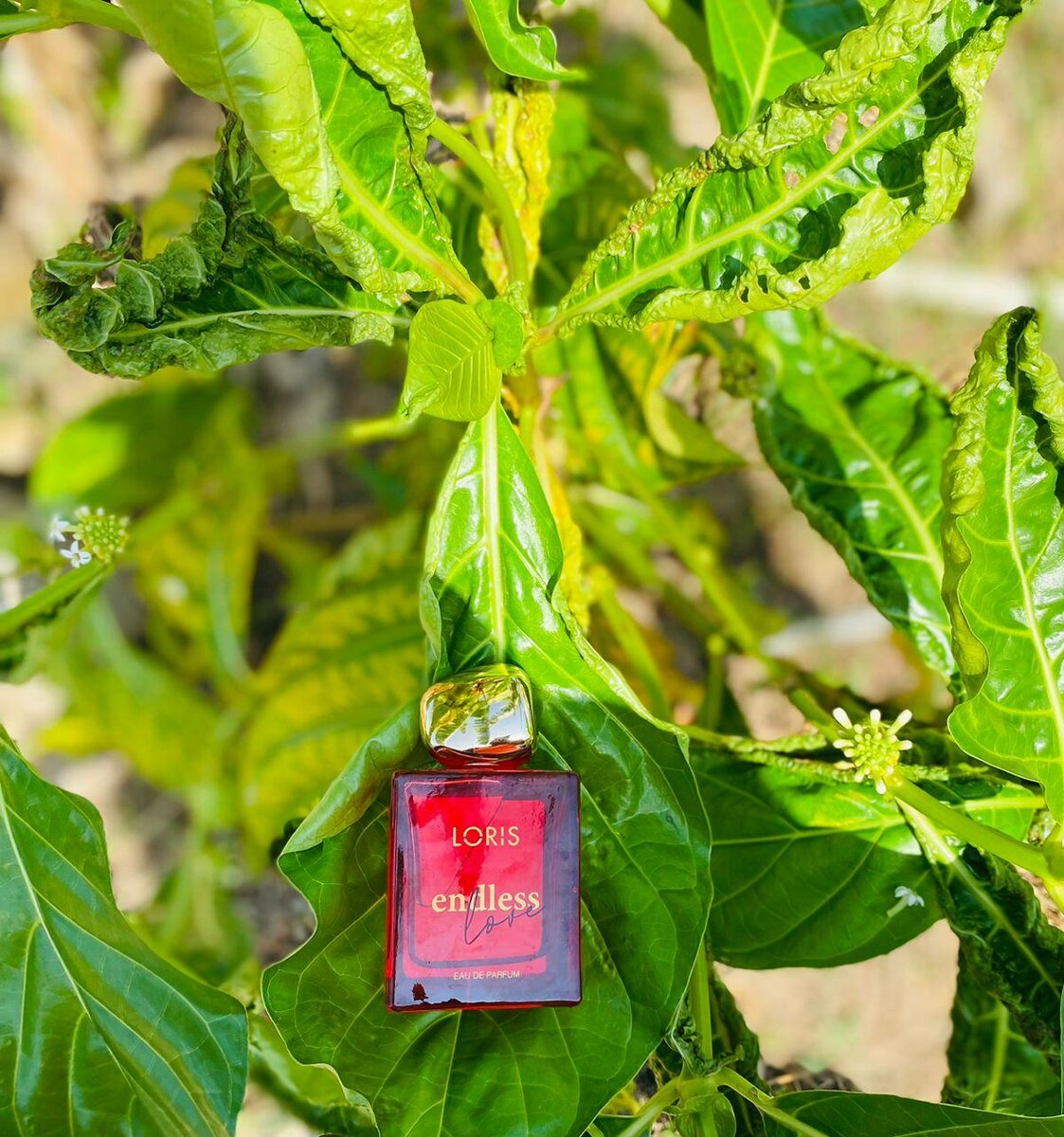 Loris endless love set