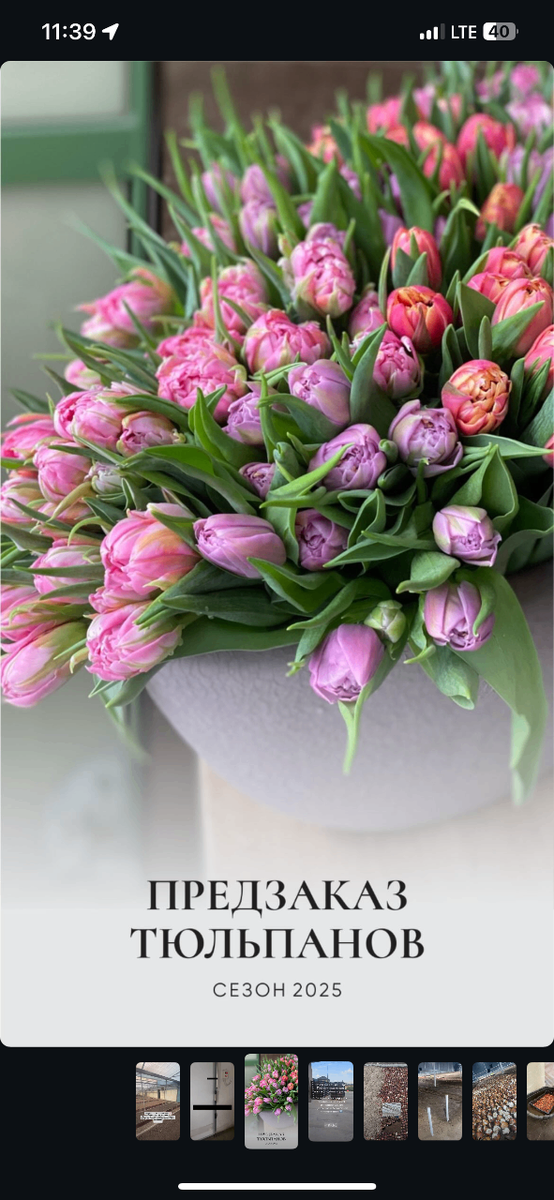 Тюльпаны  Цветы