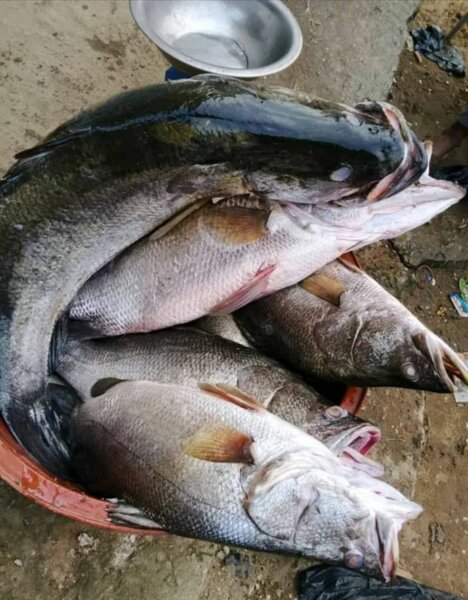 Capitaine d'eau douce