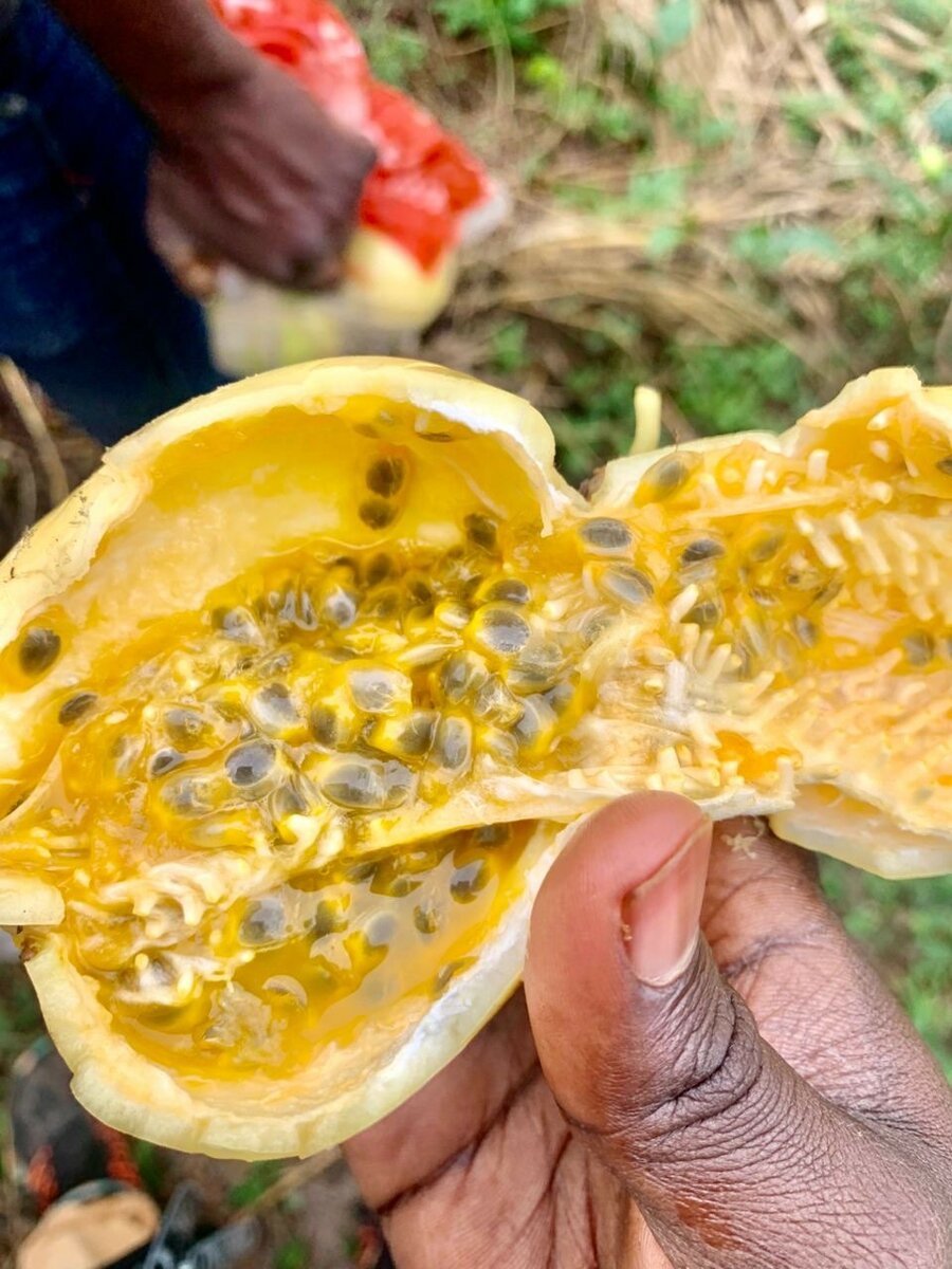 Fruits de la passion frais