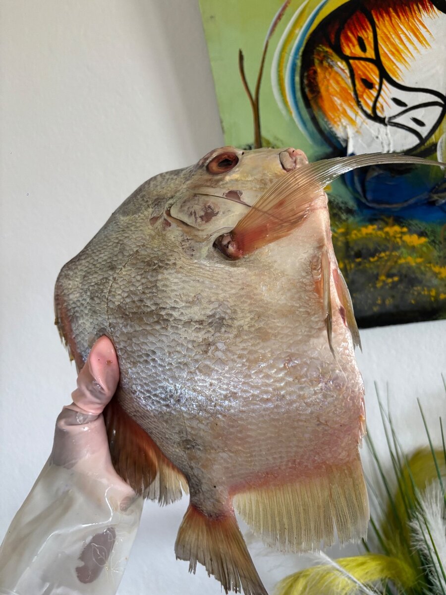 Poisson saint pierre