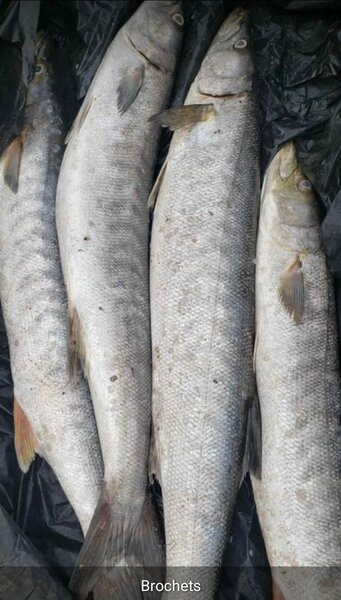 Gros Brochets frais au kilo