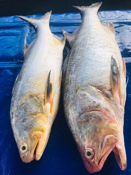 Capitaine,  Mérou , Gros bar
