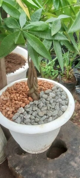 Pachira aquatica money tree