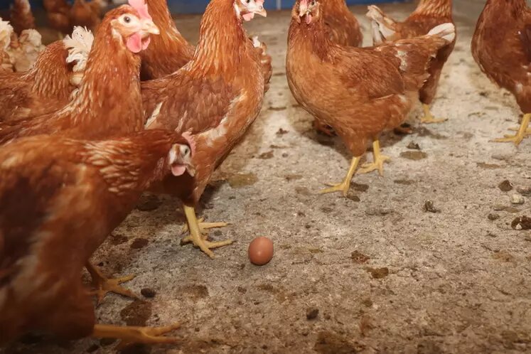 Poules pondeuses brunes