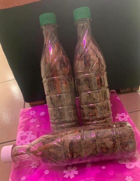 Graines Séchées Naturelles