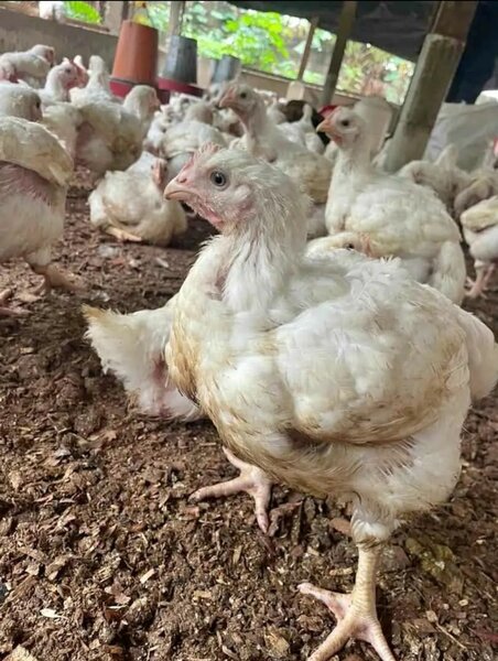 Poulet Fermier Frais