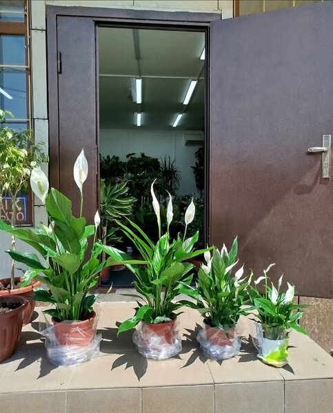 Женское счастье