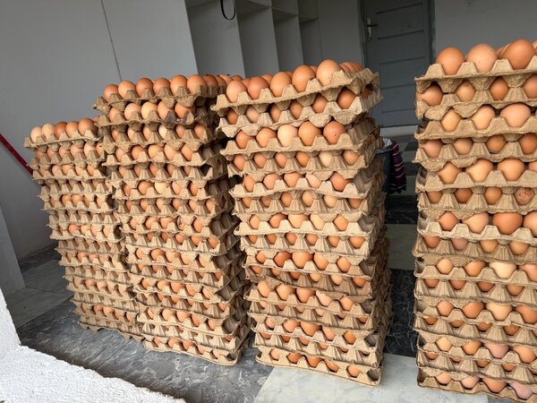 Œufs frais en gros