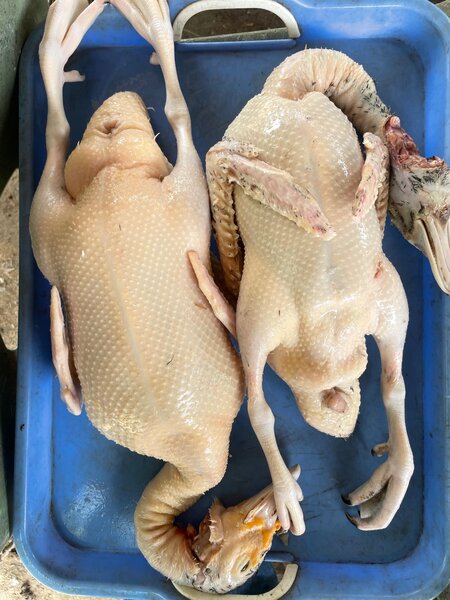 Canards frais pour la cuisine