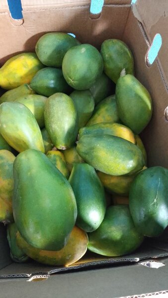 Fruits et Légumes Exotiques Bio