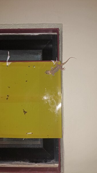 Piège à insectes et salamandres