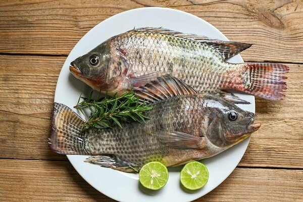 Tilapia frais 300/500g 10kg