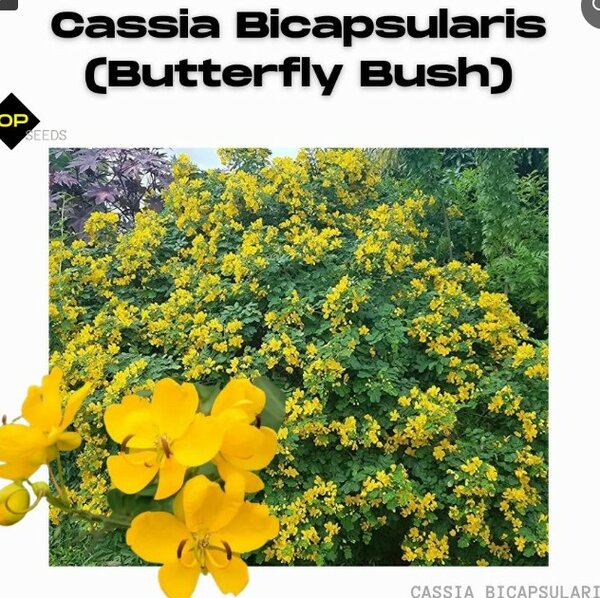 Cassia Bicapsularis (Butterfly Bush) – Perennial